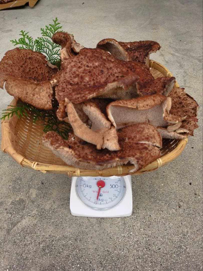 【期間限定】 広島県産 10/20採取 香茸 1kg C