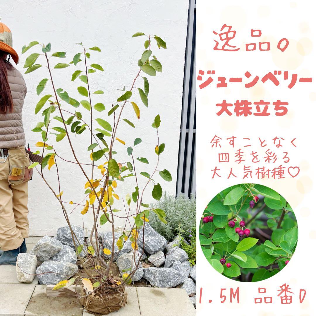 逸品 ジューンベリー株立ち1.5M(鉢底から)品番D