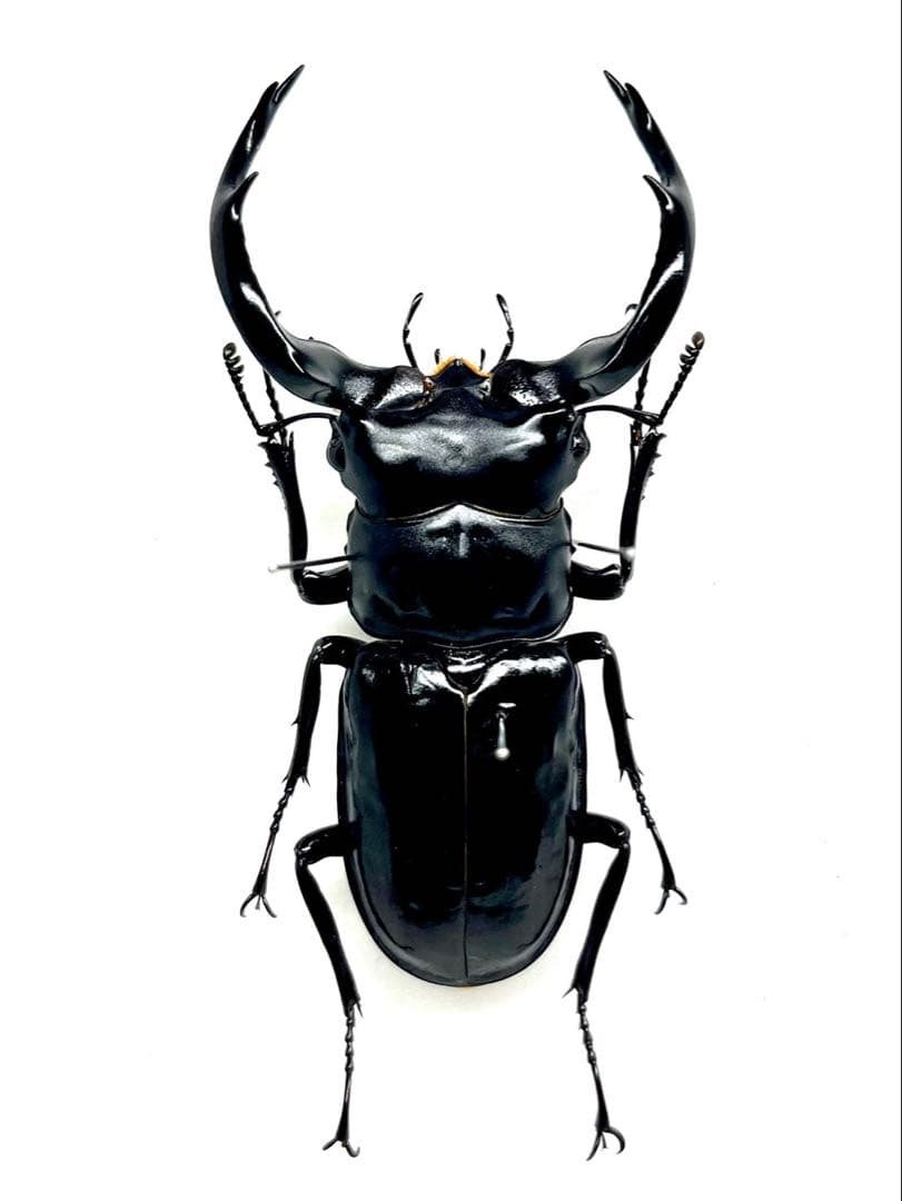 ウエストウッディオオシカクワガタ　ペア　標本