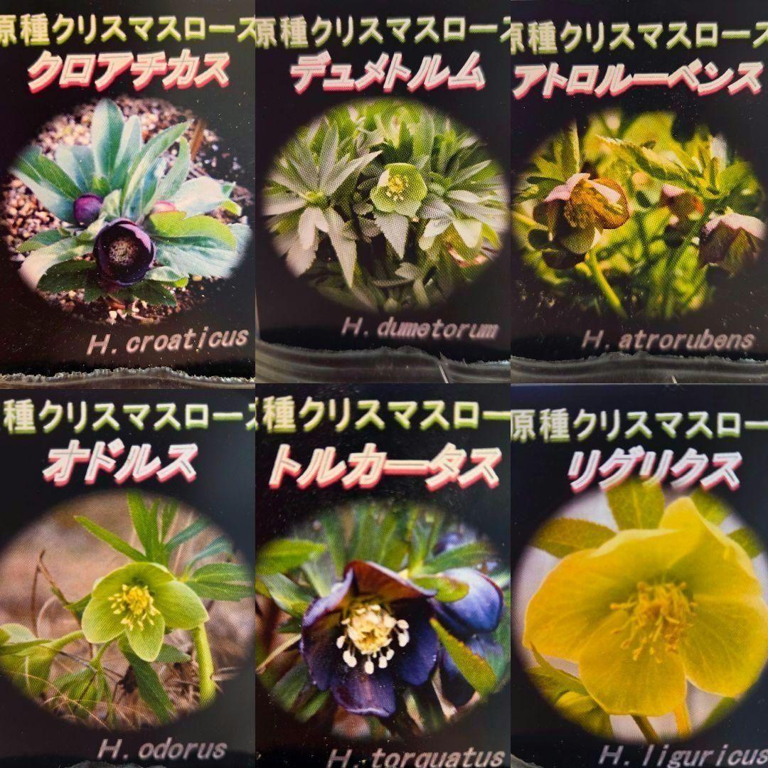原種　クリスマスローズ　6セット