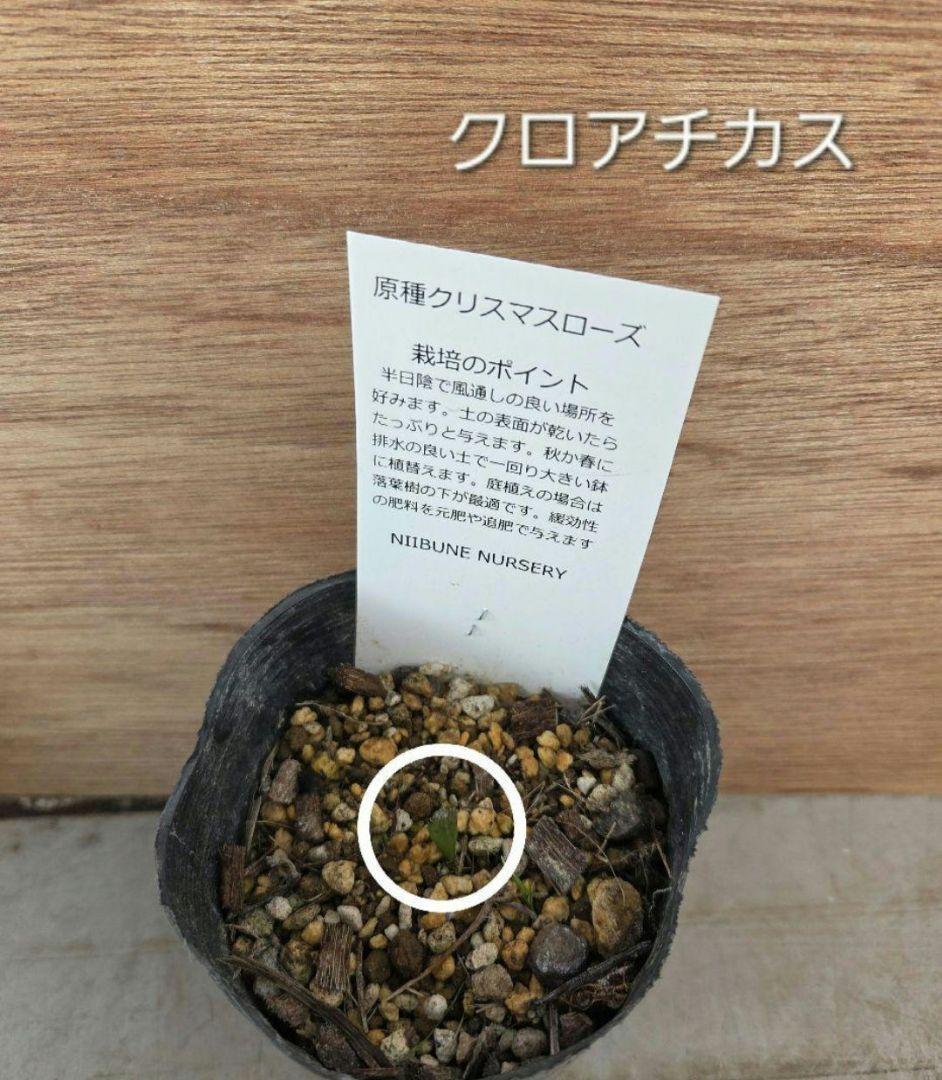 原種　クリスマスローズ　6セット