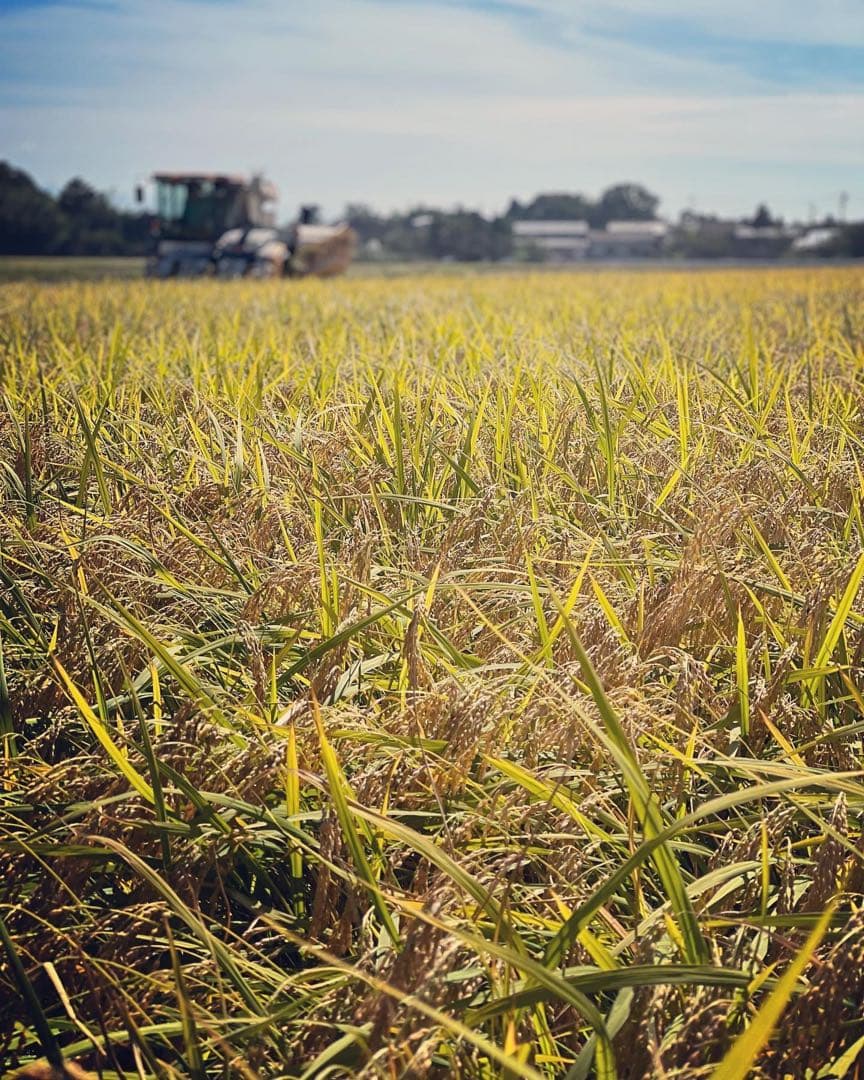 【令和7年産】【一等米】新潟県産従来品種コシヒカリ精米(白米)10kg B②