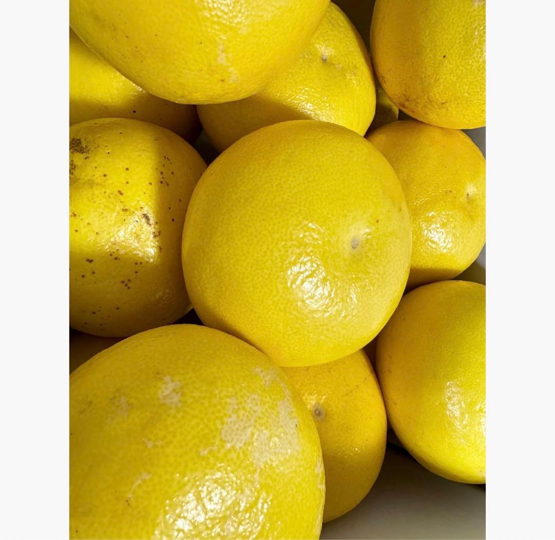 ⑥高知特産 露地栽培 土佐文旦 4L限定 文旦 約20kg 大玉 サイズ