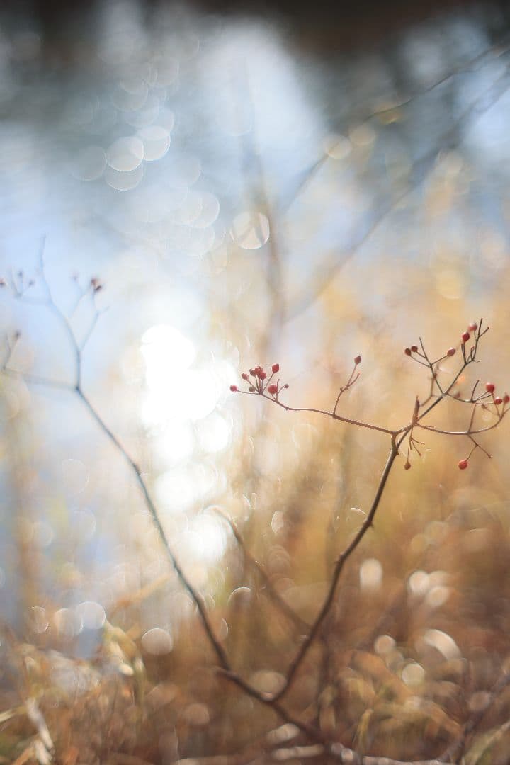 KONICA HEXANON AR 57mm F1.4 後期型 【良品】