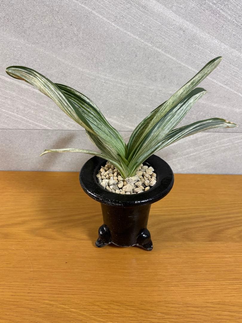 万年青　千代田の松　薄葉系　銘鑑金文字