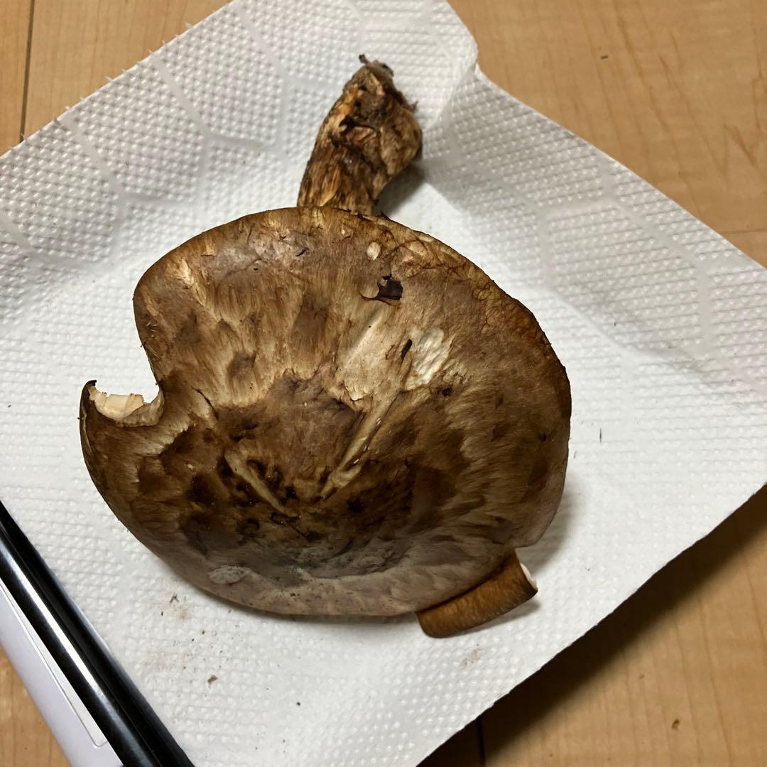 北海道産❗️天然松茸❗️ラスト‼️訳あり❗️430g❗️