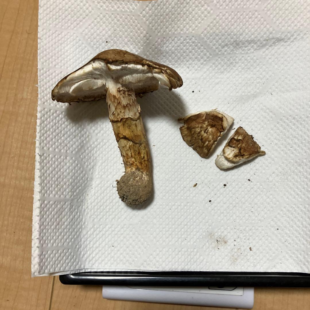 北海道産❗️天然松茸❗️ラスト‼️訳あり❗️430g❗️