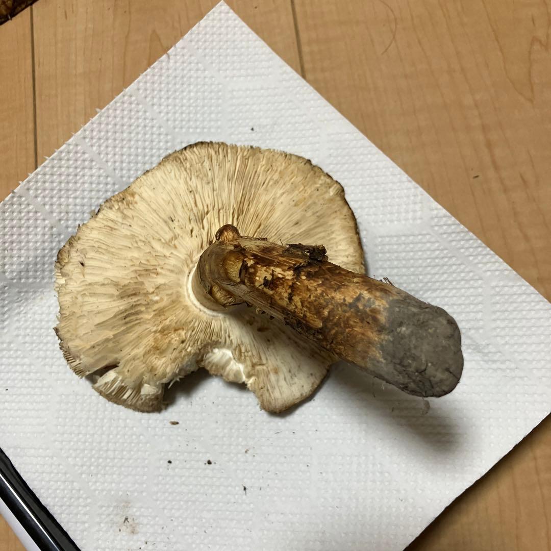 北海道産❗️天然松茸❗️ラスト‼️訳あり❗️430g❗️