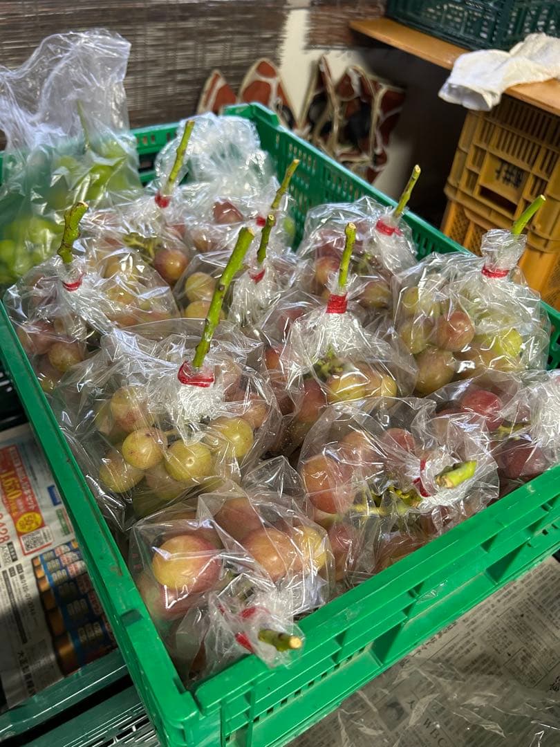 タイムセール！山梨県限定 赤いシャインマスカット！？ 1コンテナ　10房以上