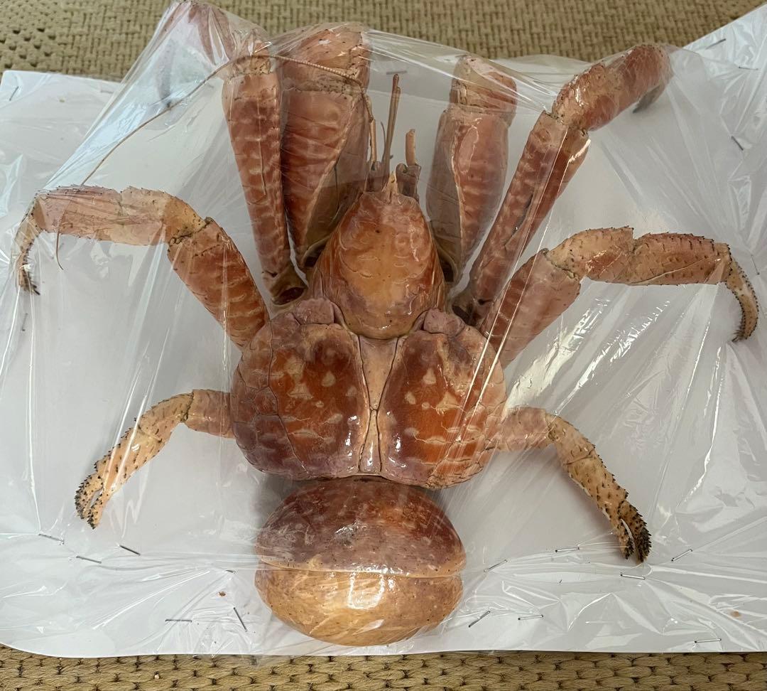 現地土産品 ヤシガニ 剥製 標本 約30cm以上