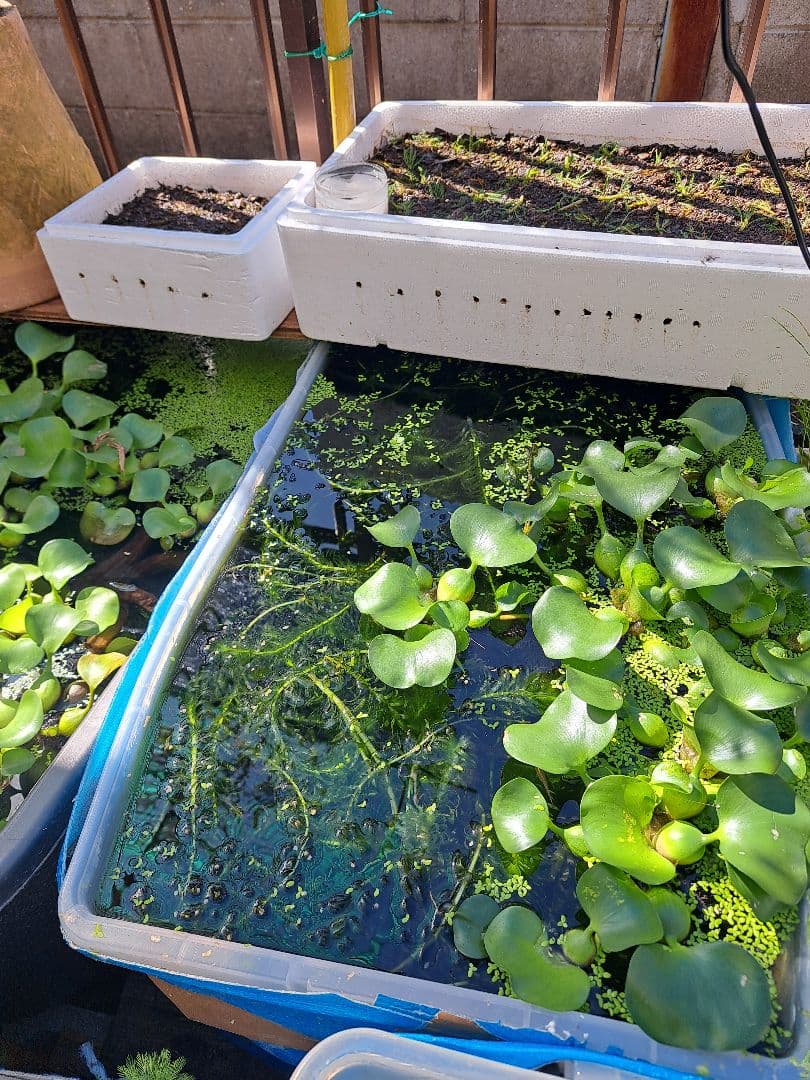 【専用ページ】天然 アナカリス1000本 オオカナダモ