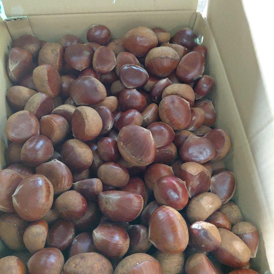 新鮮な栗 10kg ATSUKURI訳あり虫食い 加工用