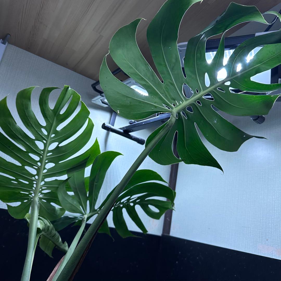 モンステラデリシオーサマクロコズム超希少系統鉢植え