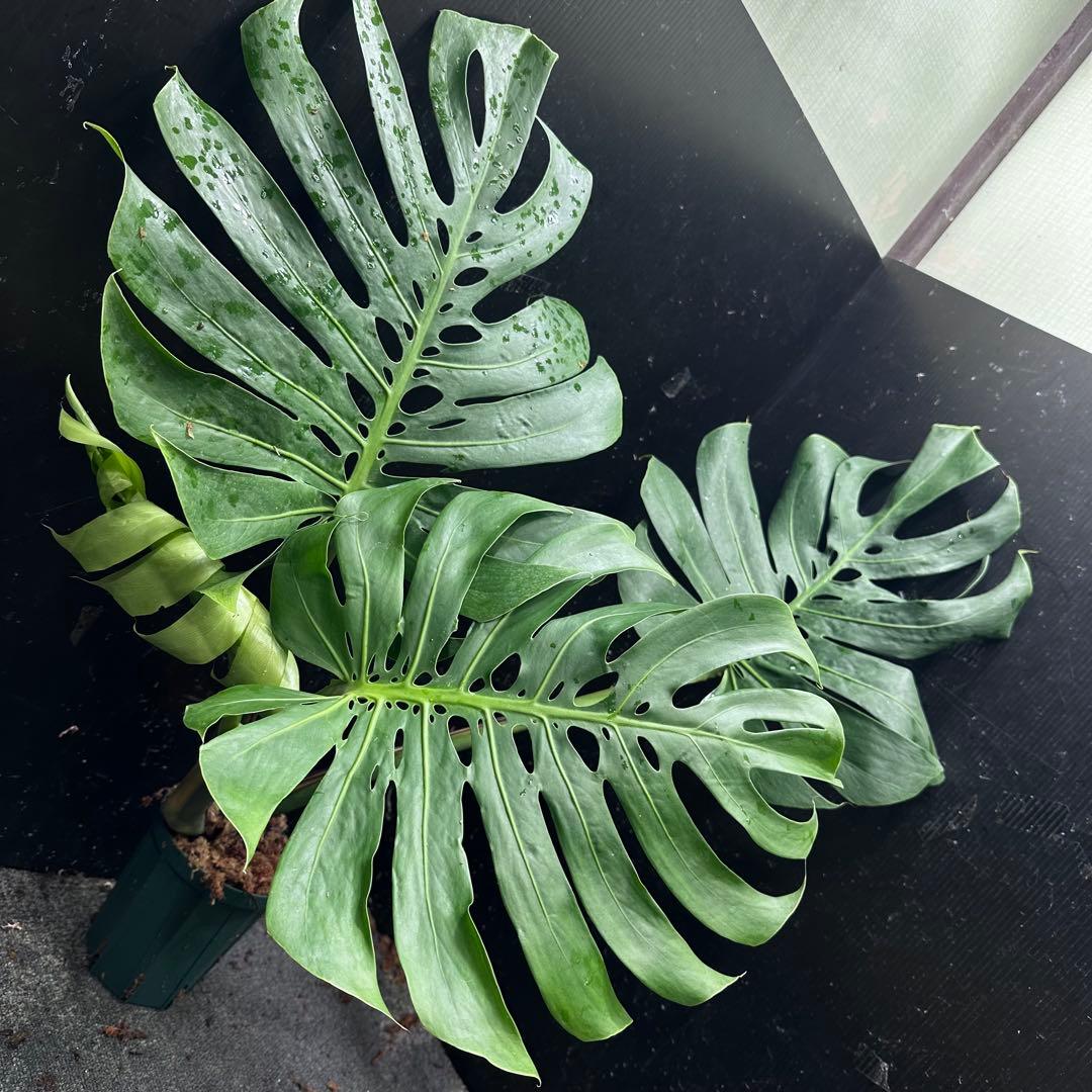 モンステラデリシオーサマクロコズム超希少系統鉢植え