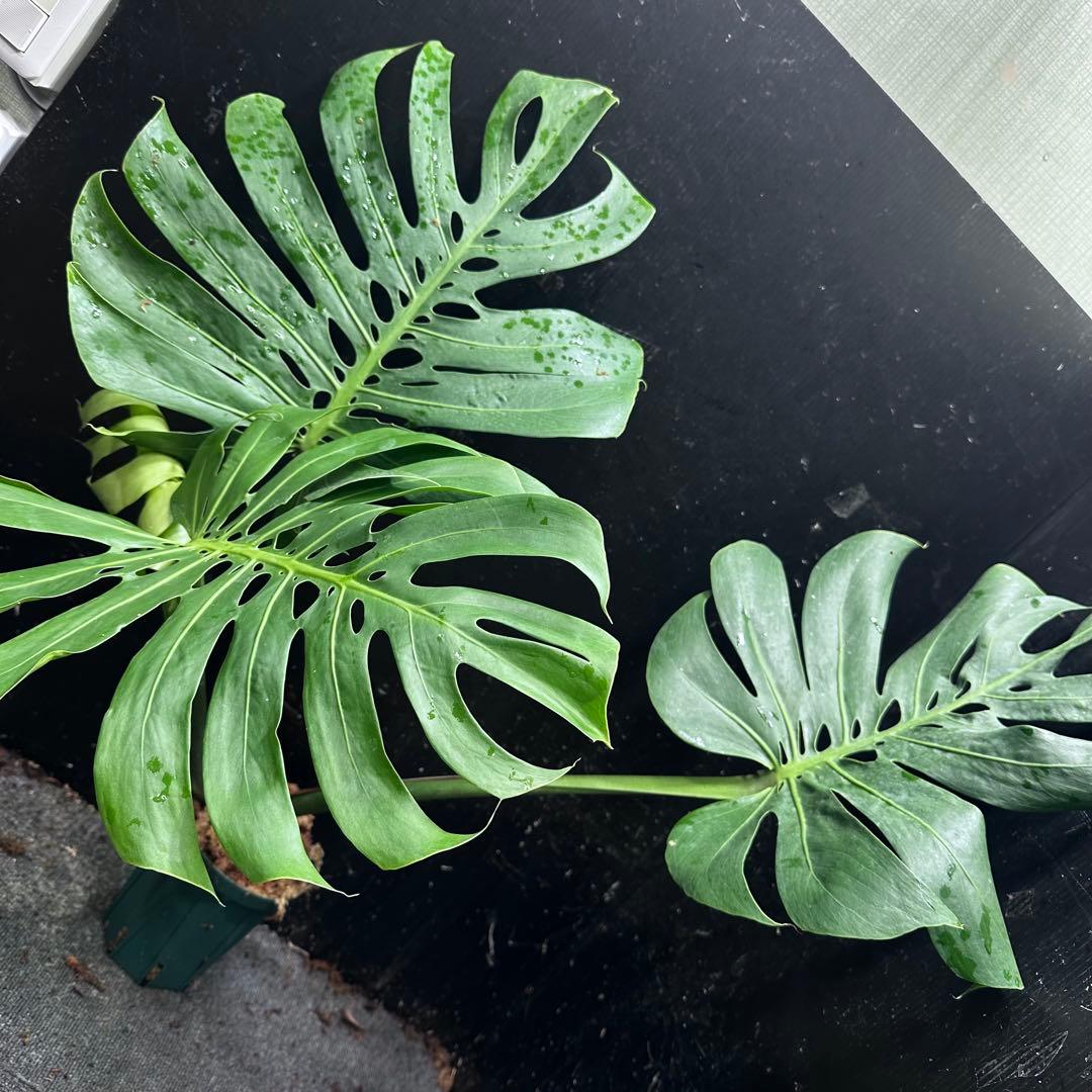 モンステラデリシオーサマクロコズム超希少系統鉢植え