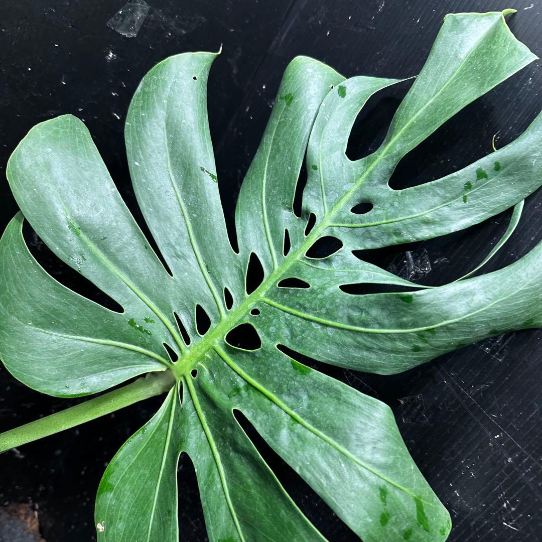 モンステラデリシオーサマクロコズム超希少系統鉢植え