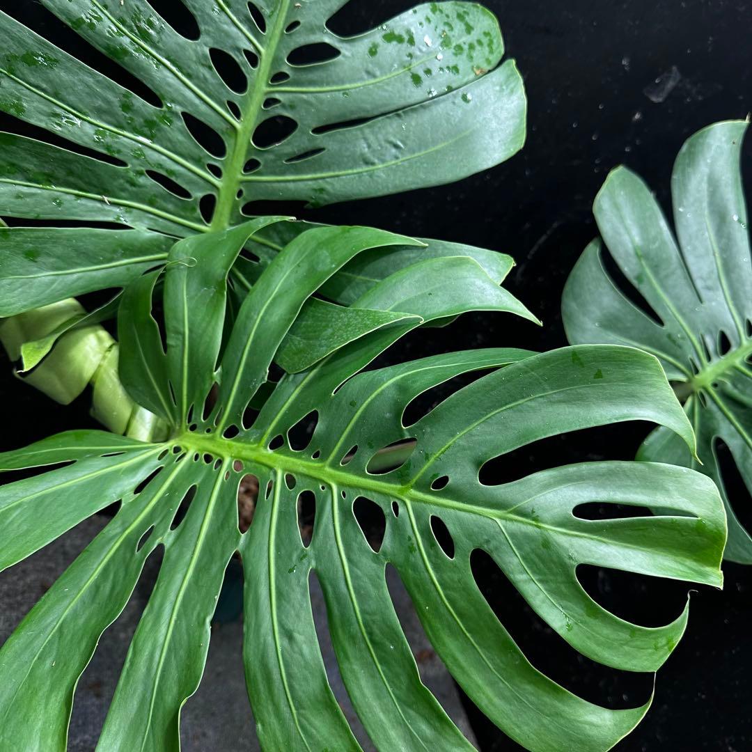 モンステラデリシオーサマクロコズム超希少系統鉢植え