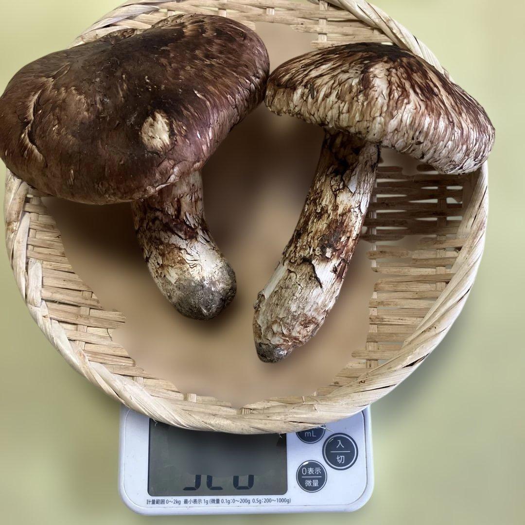 岩手県産松茸　320g