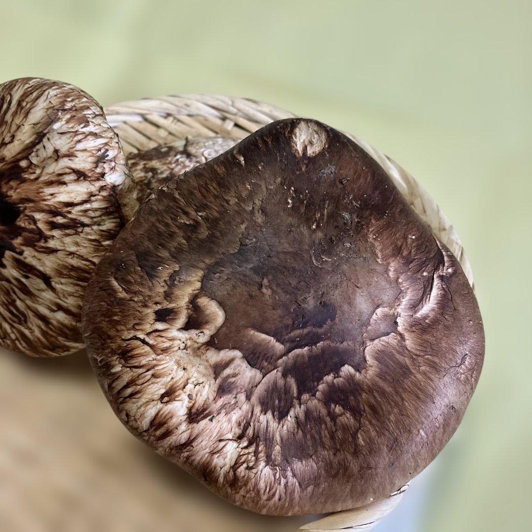 岩手県産松茸　320g