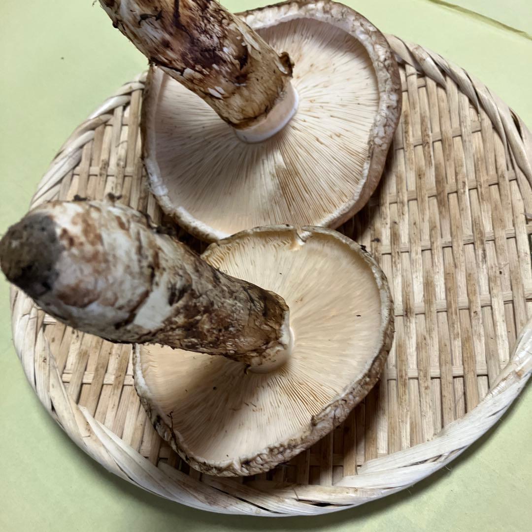 岩手県産松茸　320g