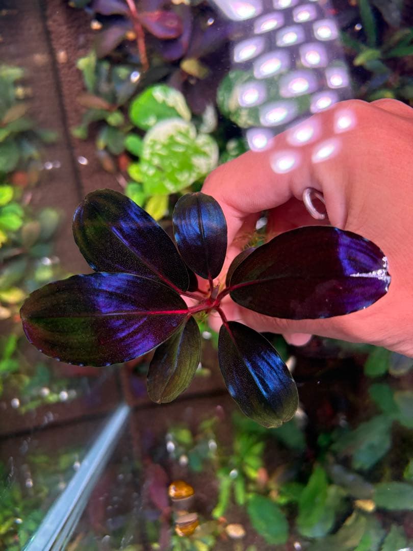 joy(プロフページ ティアブルー　ムーンライト