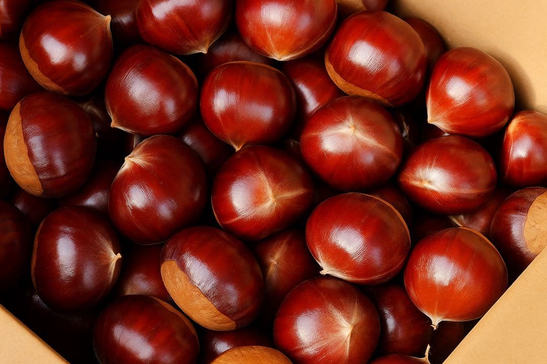 【Makoさま専用】幻の栗　倉方甘栗2キロ、四万十完熟生栗1キロ　計3キロ