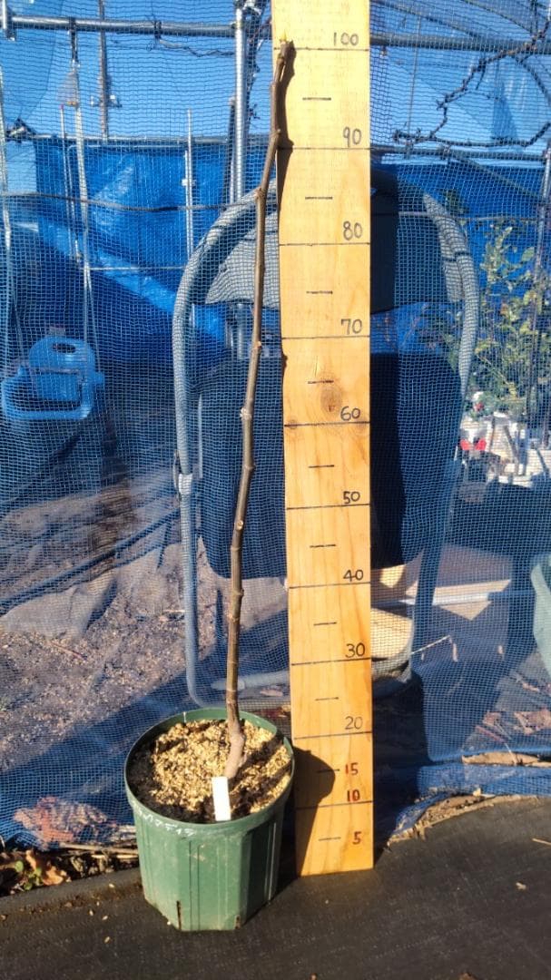 イチジク ブラックマデイラ 8号鉢植えと穂木４本　 №1