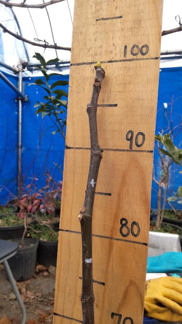 イチジク ブラックマデイラ 8号鉢植えと穂木４本　 №1