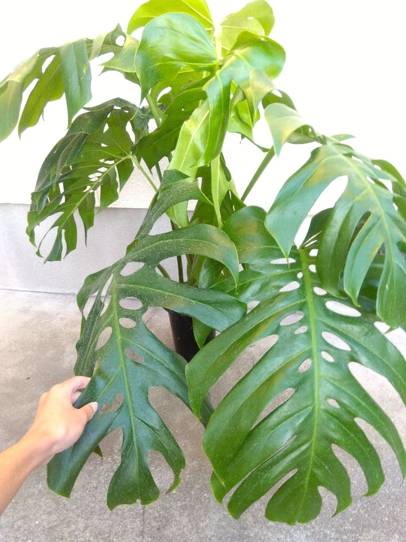 モンステラ　デリシオーサ　6号鉢つき　深穴開き❗大型葉❗　①