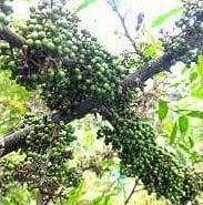 夏の山椒祭り：熱帯スマトラ島トバ湖より、アンダリマン山椒粉末、大容量1000g