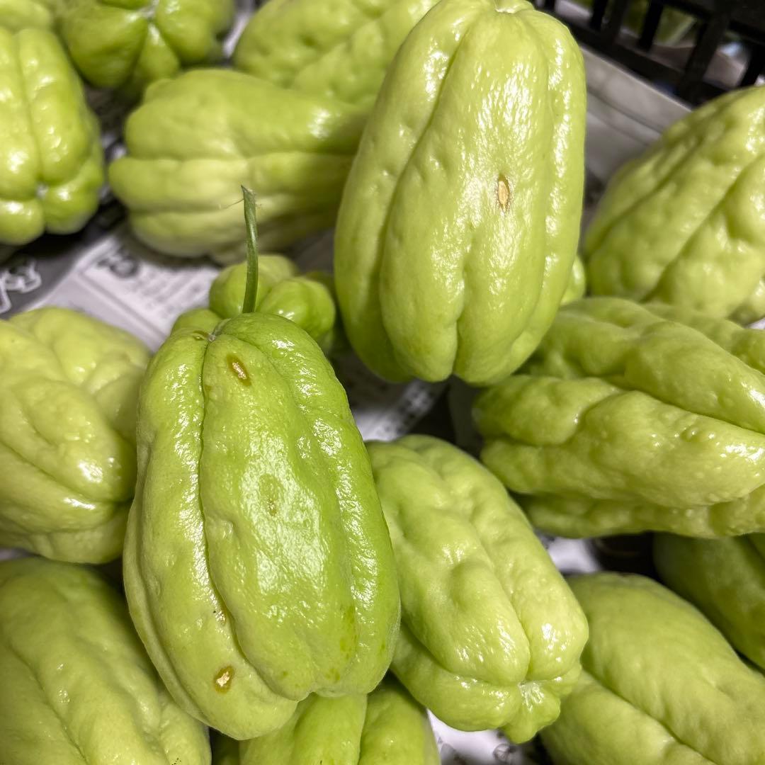 ハヤトウリ　20キロ 富士山麓産