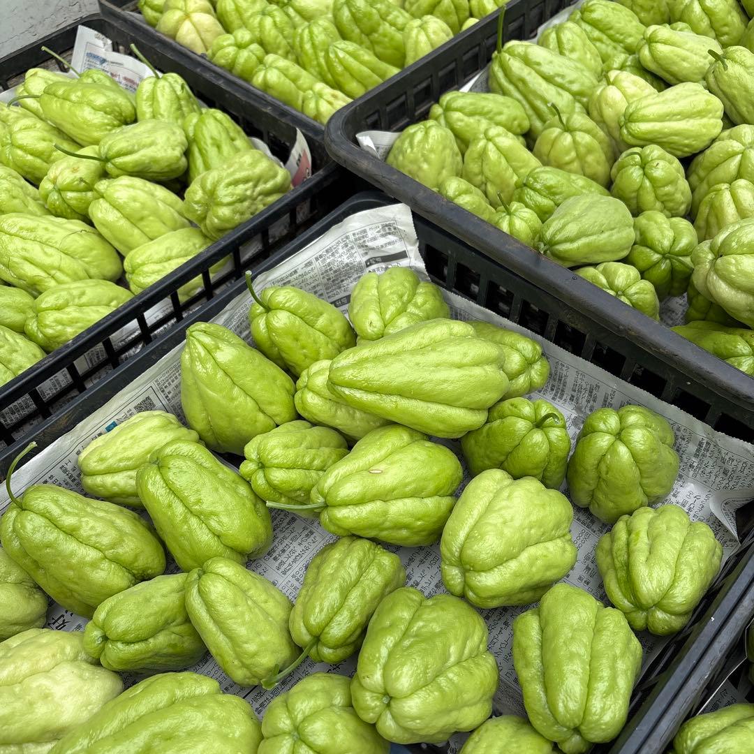 ハヤトウリ　20キロ 富士山麓産