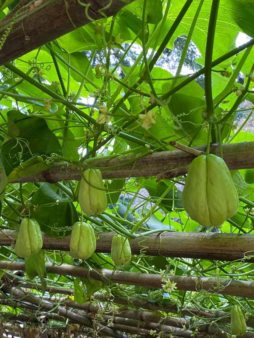 ハヤトウリ　20キロ 富士山麓産