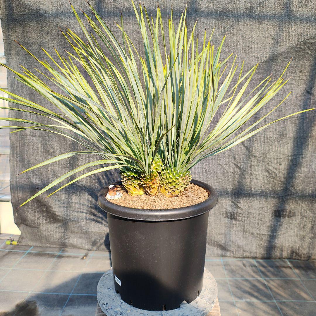 ロストラータ Hyb ふぉ－ヘッド