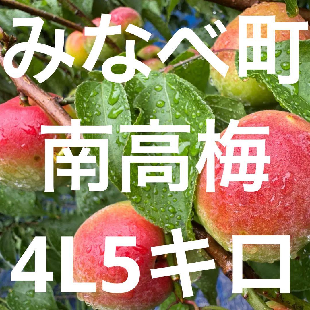 和歌山県みなべ町 南高梅 24時間以内収穫分4Lサイズ5キロ