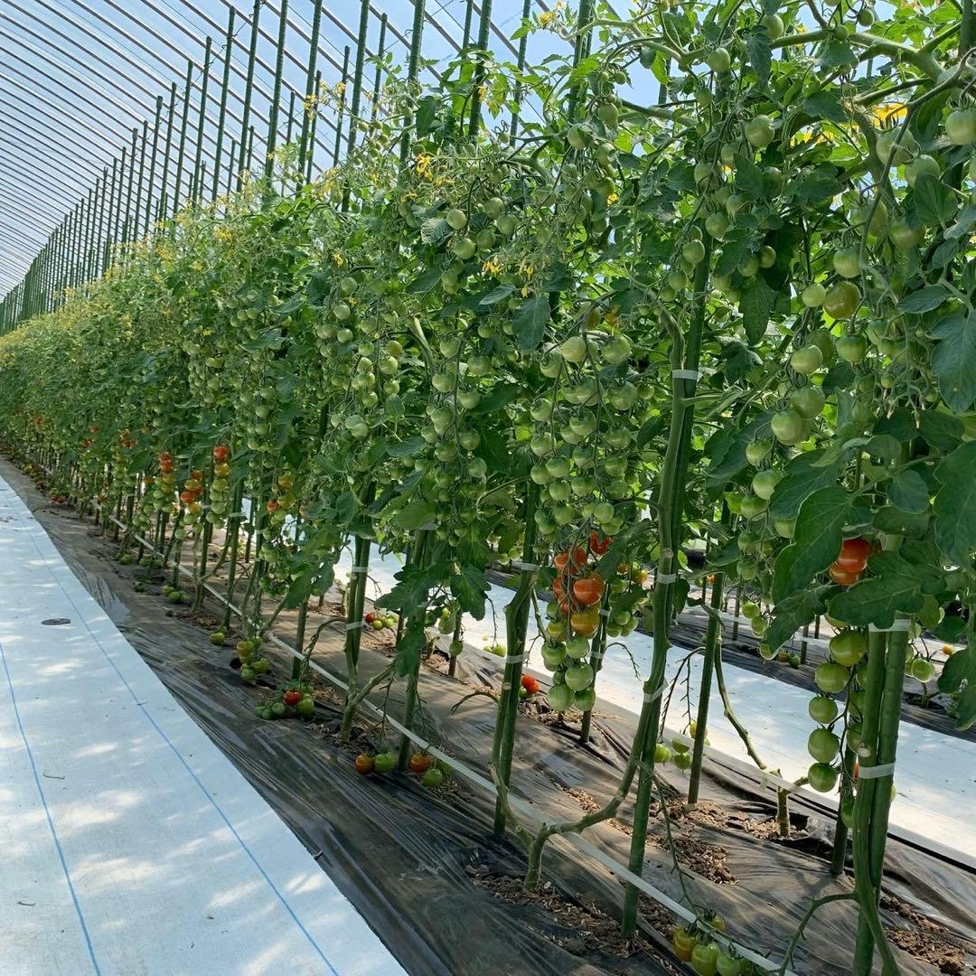 NOBLE ミニトマトジュース　青森県平川市