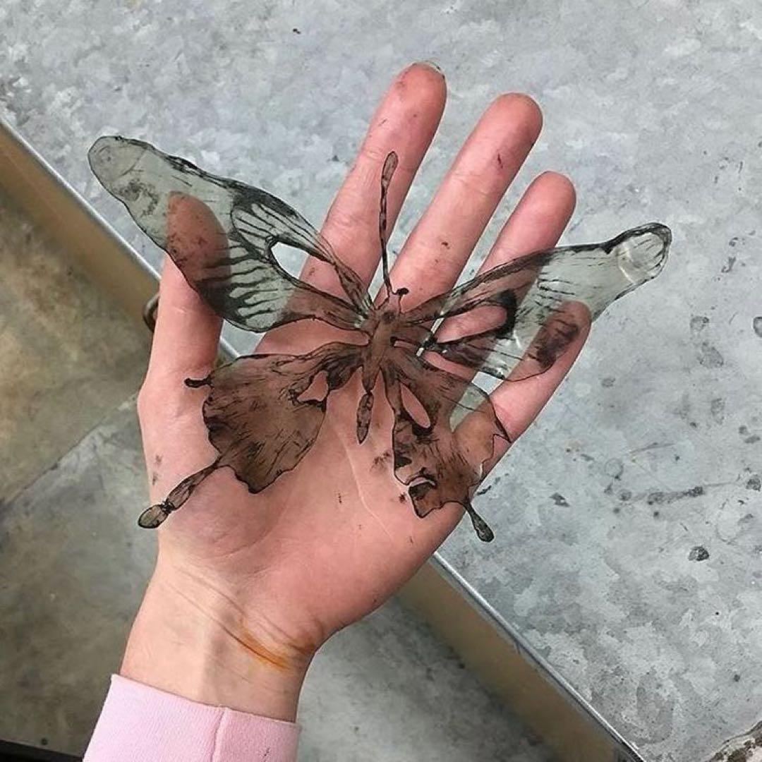 蝶の標本 透明と茶色の模様