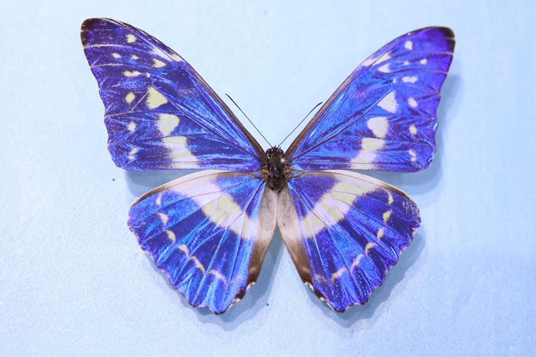 キプリスモルフォ！標本！1