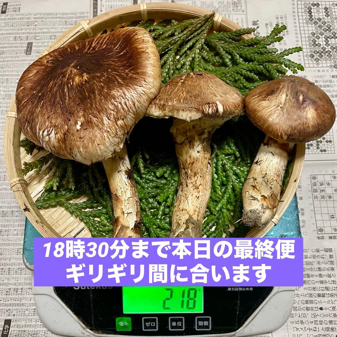 天然きのこ 松茸 国産 マツタケ まつたけ 山形県産 森の凛さん採取 その149