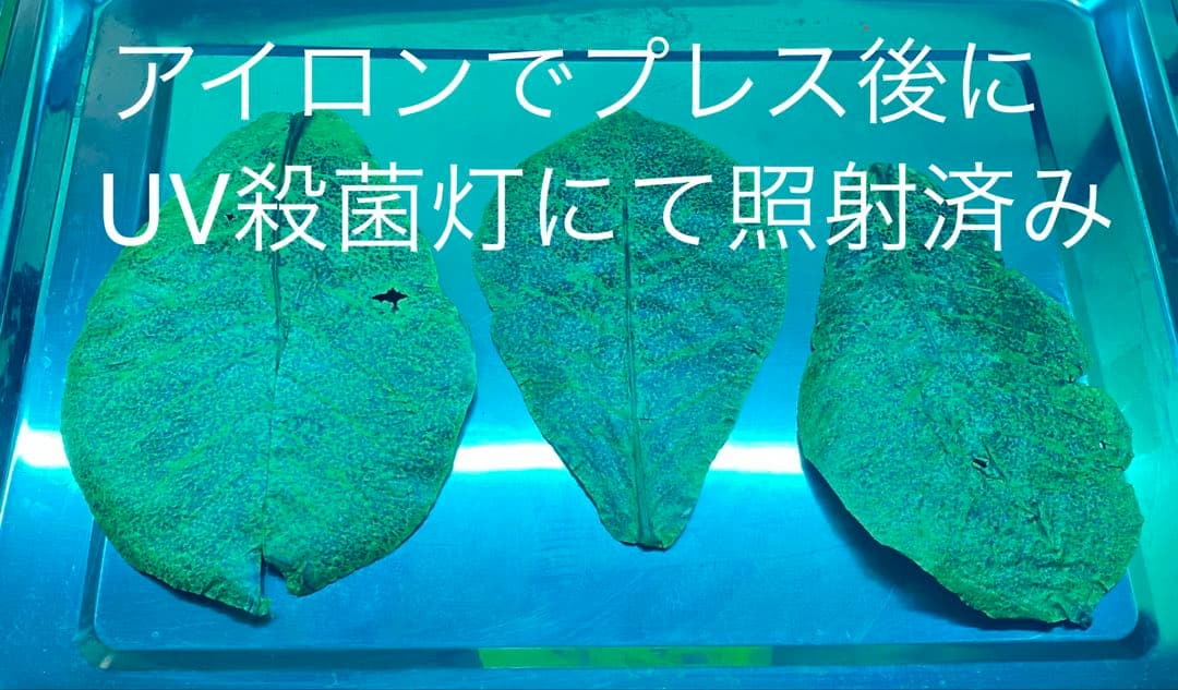 沖縄県やんばる産マジックリーフ 1kg UV殺菌灯照射済み②