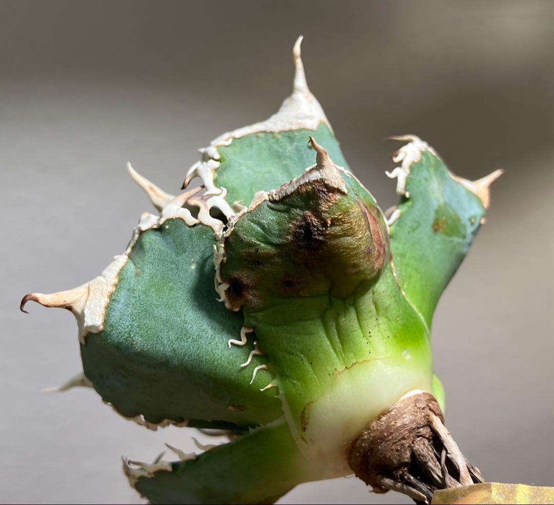 渡*志様 【初売りオークション】73 超選抜　太棘　アガベ　チタノタ　白豪刺　T