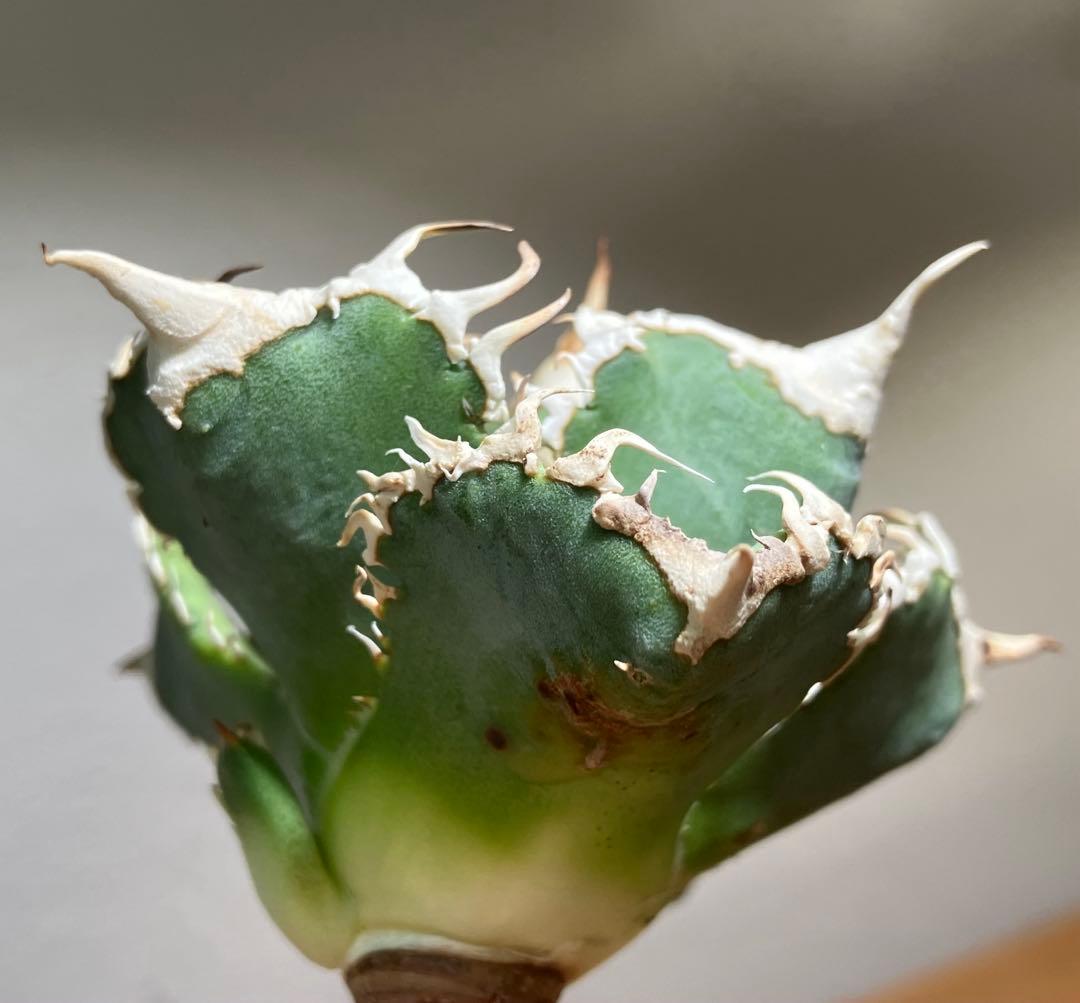 渡*志様 【初売りオークション】73 超選抜　太棘　アガベ　チタノタ　白豪刺　T