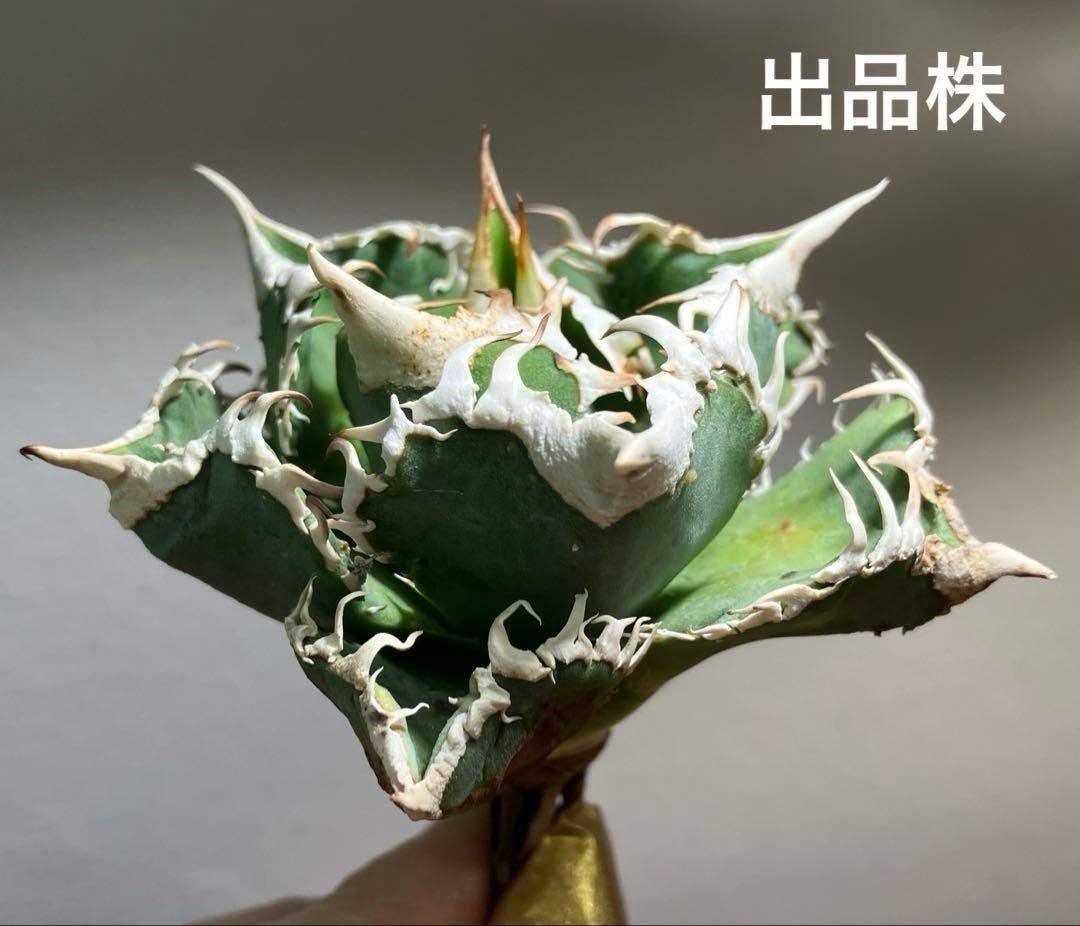 渡*志様 【初売りオークション】73 超選抜　太棘　アガベ　チタノタ　白豪刺　T