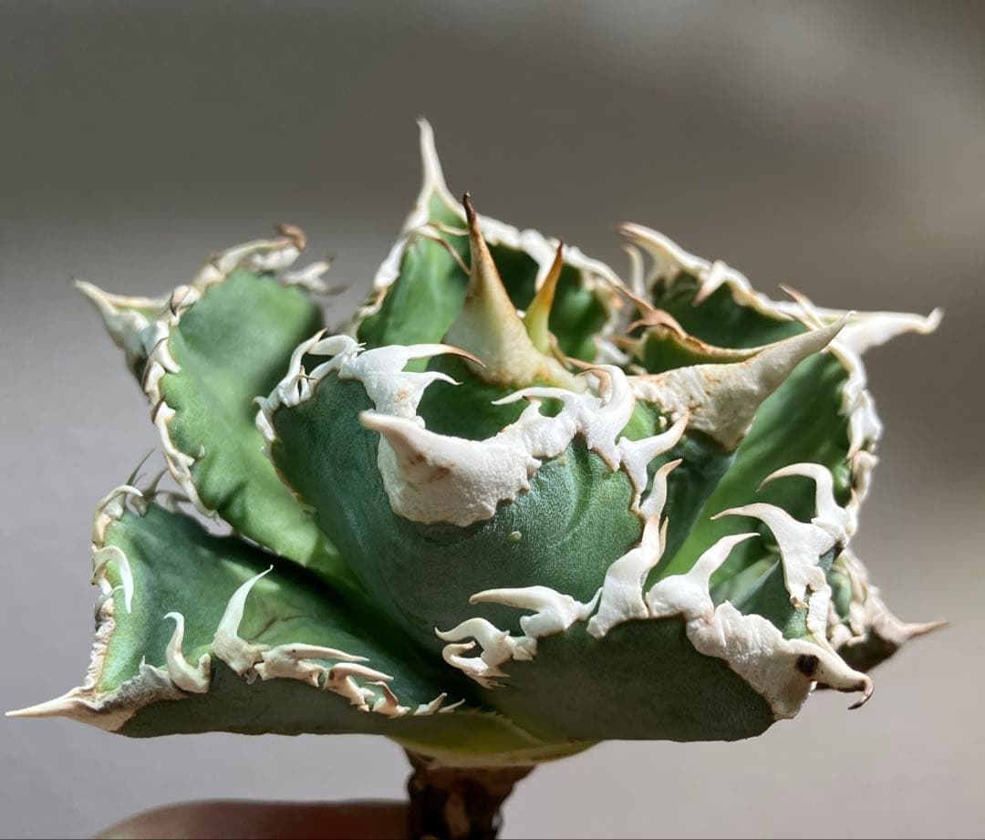 渡*志様 【初売りオークション】73 超選抜　太棘　アガベ　チタノタ　白豪刺　T