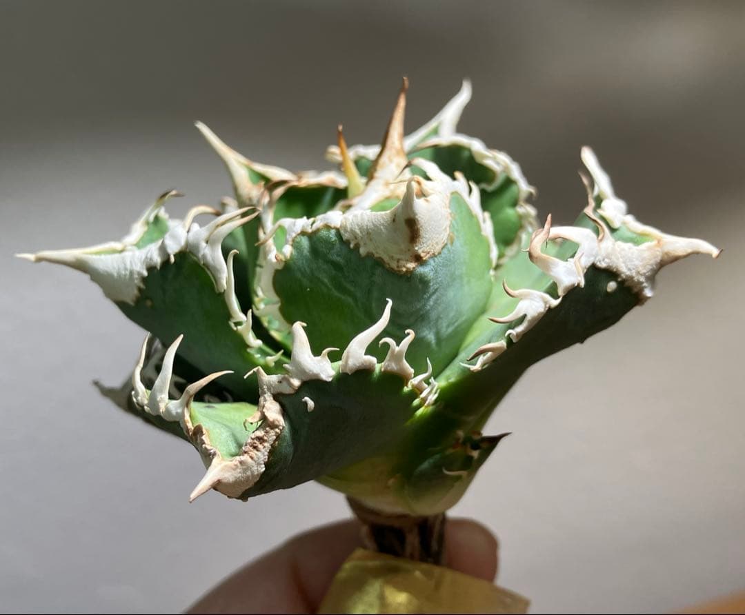 渡*志様 【初売りオークション】73 超選抜　太棘　アガベ　チタノタ　白豪刺　T