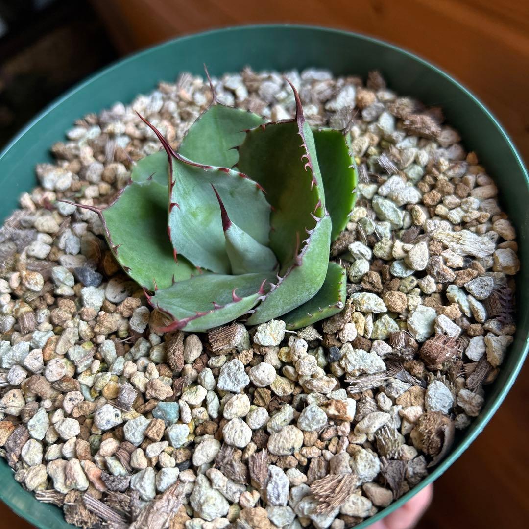 アガベ　パリー　トランカータ　塵斑　Ns産　散り斑