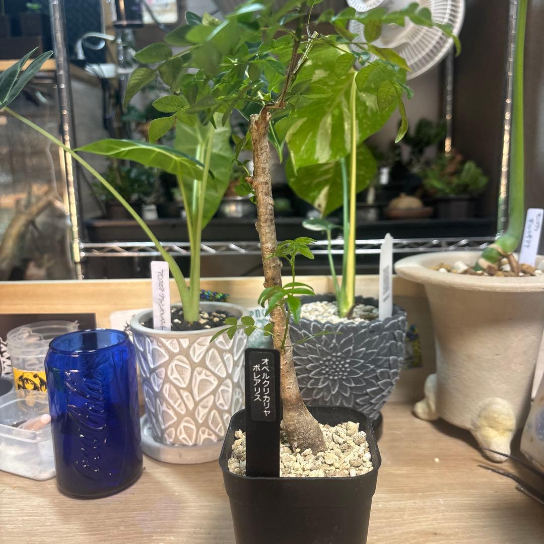 オペルクリカリア　ボレアリス