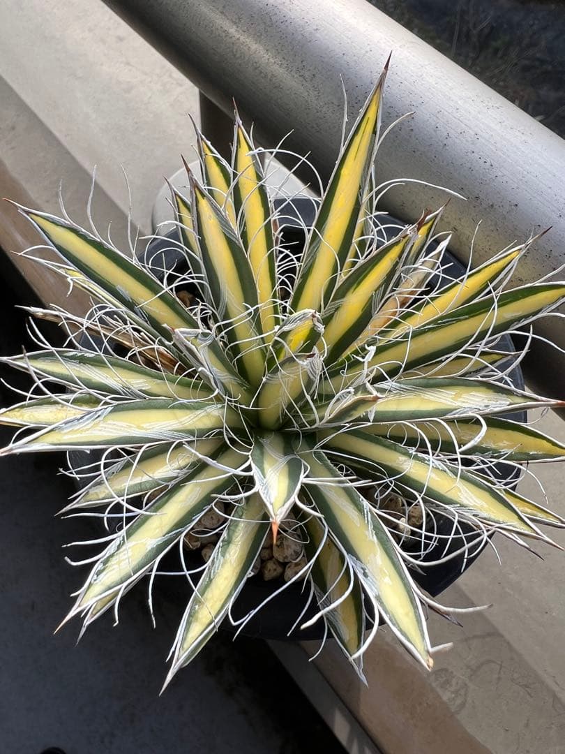 穴*ボ様 アガベ　パルビフローラ姫乱れ雪黄中斑