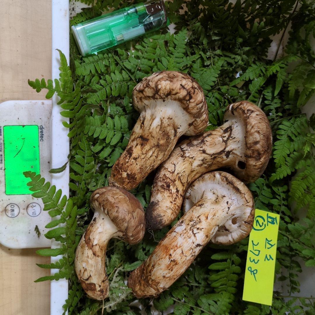 和歌山松茸 新鮮朝市　込み込み　273㌘