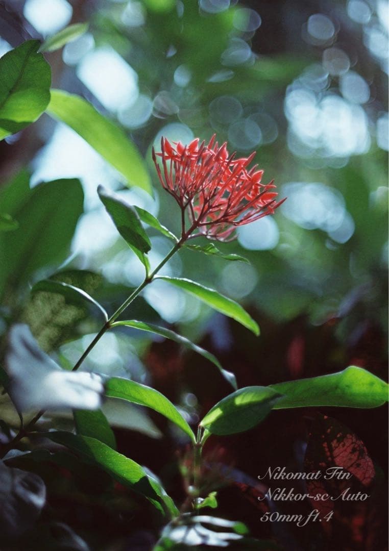 nikon ftn＊50mm f1.4★完動品＊美品＊初期保証＊作例多数！